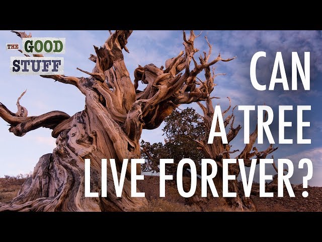 Can a Tree Live Forever?