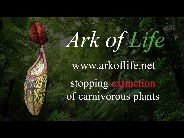 Ark of Life - Stopping Extinction of Carnivorous Plants