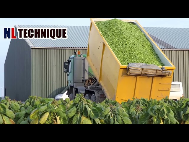 Harvesting Cabbages and Potatoes in Modern Farm - Smart Agriculture Technology