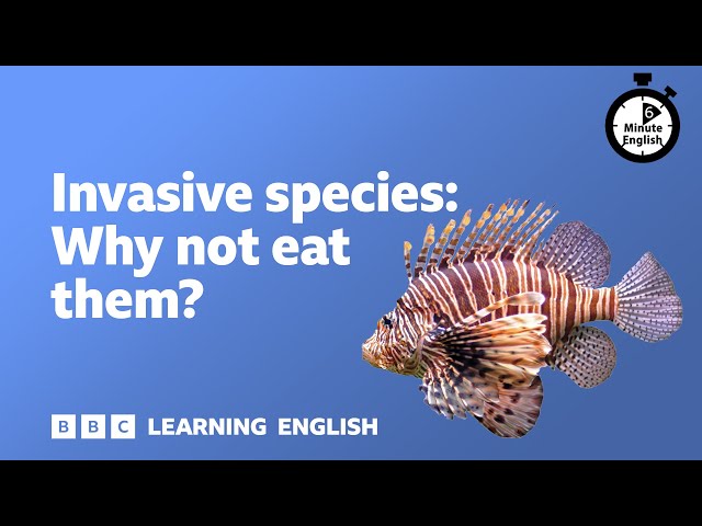 Invasive species: Why not eat them? ⏲️ 6 Minute English