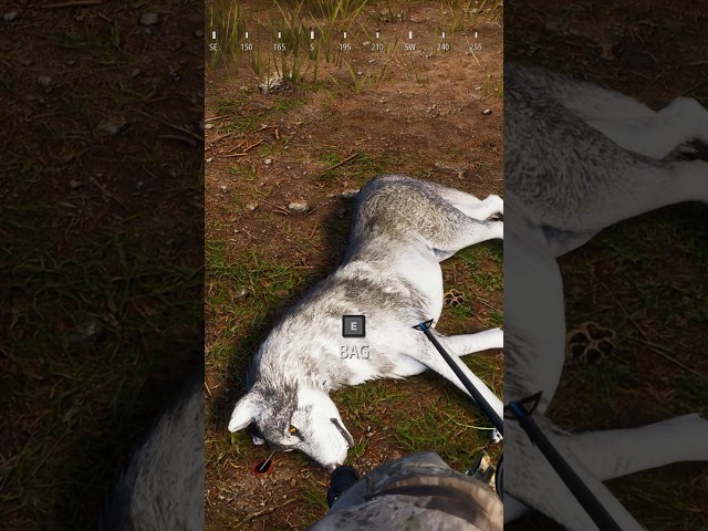 Gray Wolf Compound Bow Hunt - Hunting Simulator 2 [PC] #shorts