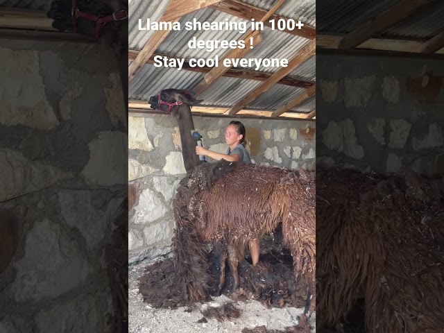 Llama shearing in Texas