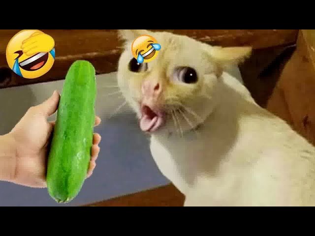 Try Not To Laugh 😍 Funniest Cats and Dogs 2024😻🐶