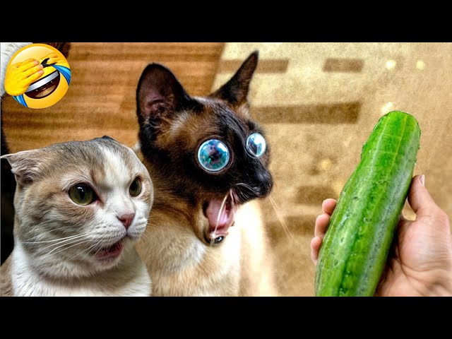 Try Not To Laugh Challenge😜Funny and Cute CAT Videos Compilation 2024😺🐶#5