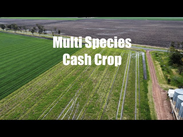 Multi Species Cash Crop- Is it profitable? Regenerative Agriculture- Farming Revolution in Australia
