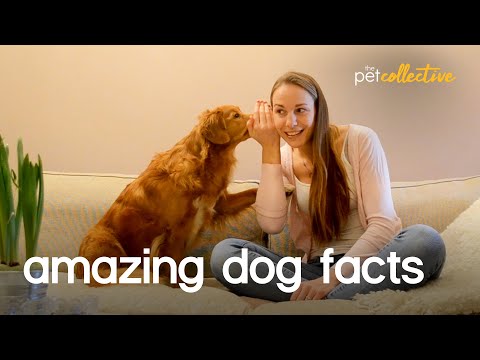 Amazing Pet Facts