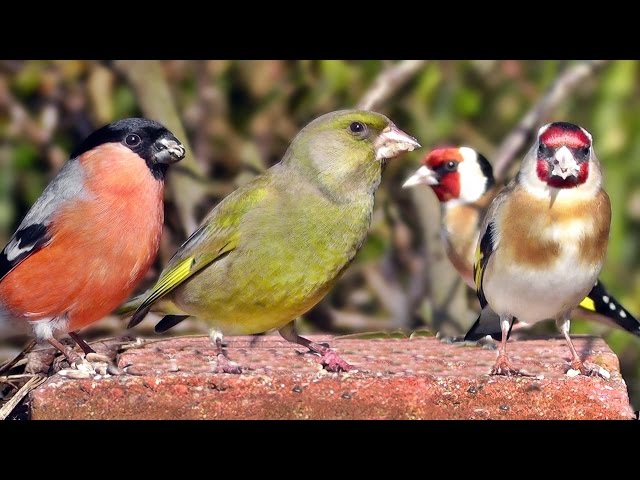 Garden Birds Videos For Cats and People To Watch - Goldfinch, Greenfinch, Bullfinch, Robin and More