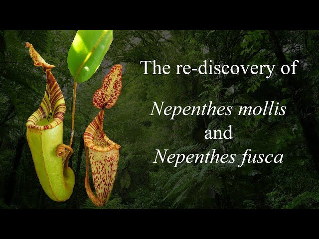 The re-discovery of Nepenthes mollis and Nepenthes fusca