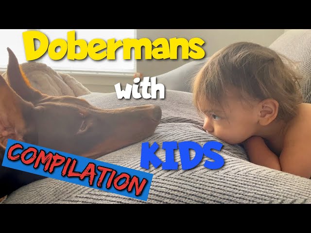 Vicious Dobermans with Helpless Kids 😂 (Compilation)