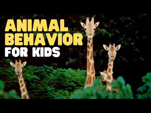 Animal Behavior for Kids | Learn about innate behavior, learned behavior and more!
