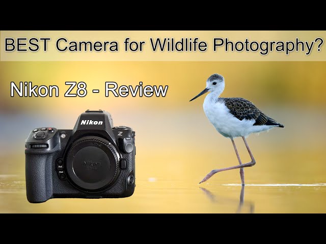 Nikon Z8 REVIEW - The perfect camera for bird photography?