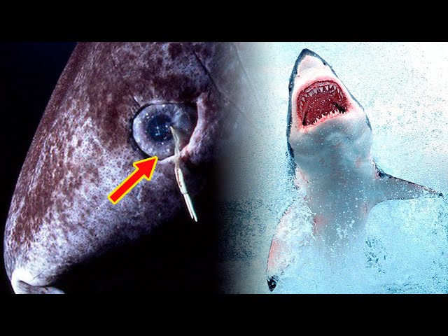 SHARKS: 10 WEIRD FACTS You Didn't Know