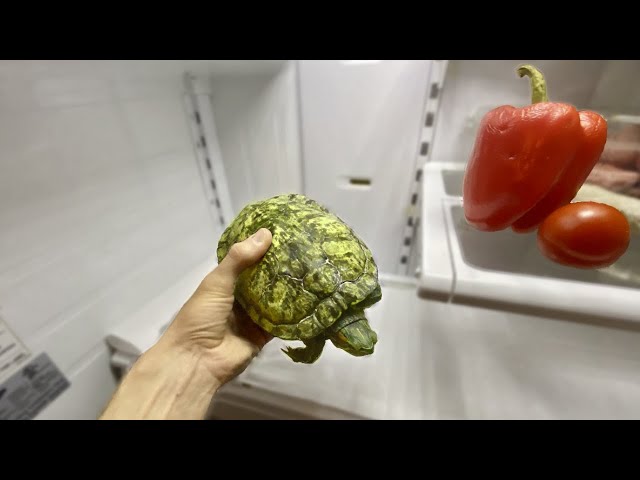 When to Put your Turtle in the Refrigerator