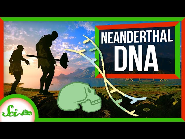 How Neanderthals Ended Up With Human Chromosomes