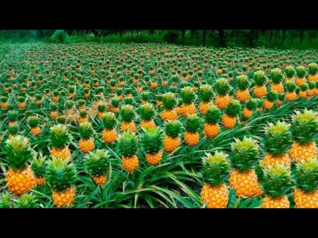 140,000 Pineapple production! This is how the world's most delicious pineapple is produced!