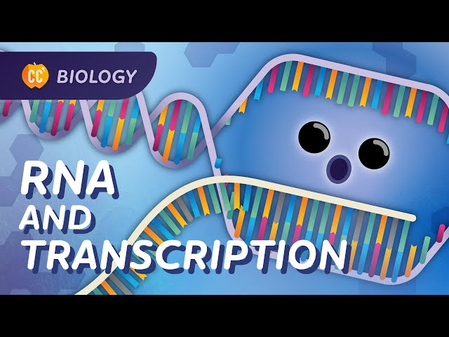 How mRNA helped save lives: DNA Transcription: Crash Course Biology #34