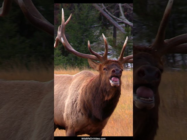 Elk Rut Fights can Be Over in Seconds or Be a Marathon