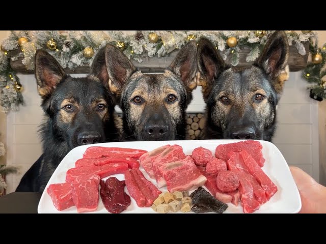 Three German Shepherds Review Raw Beef Parts (ASMR)