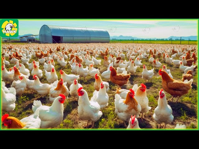 Chicken Farm 🐔 How To Raise Millions of Free Range Chicken For Eggs and Meat | Processing Factory