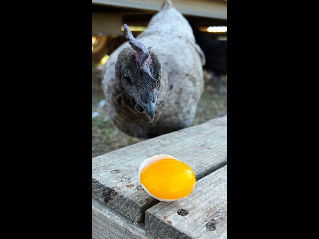 Chickens vs. Egg Yolk