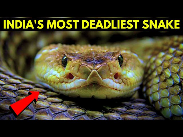 India's Most Deadliest Snake!! 🐍😨