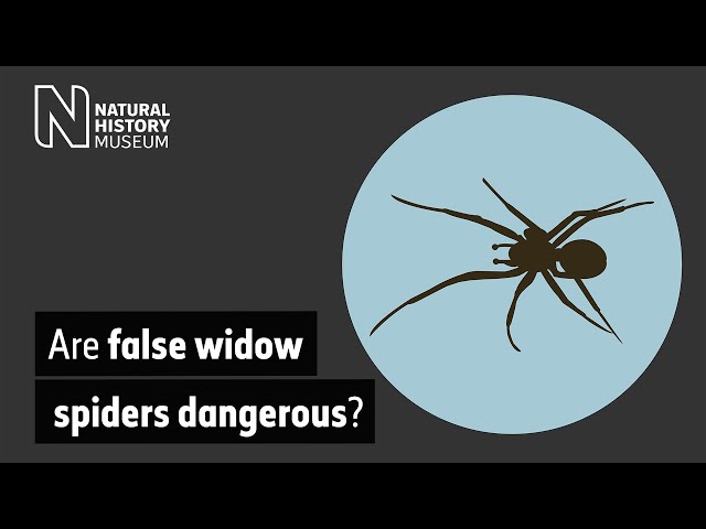 Are false widow spiders dangerous?
