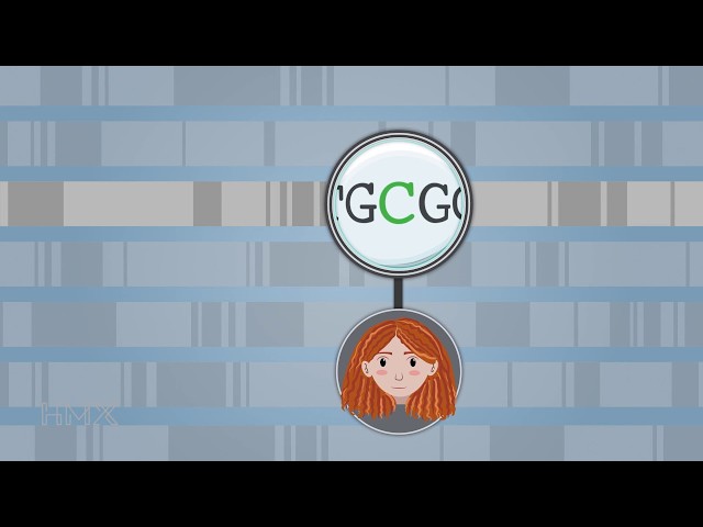An Introduction to the Human Genome | HMX Genetics
