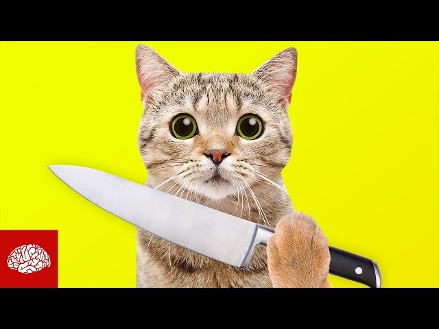 Sind Katzen gnadenlose Killer?