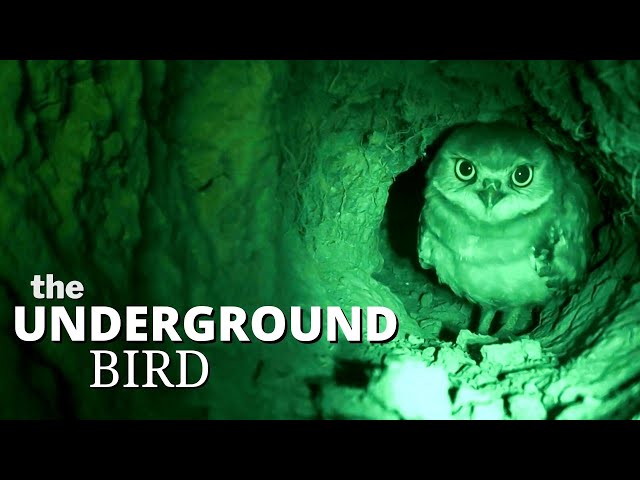 The Very Strange and Unusual Burrowing Owl
