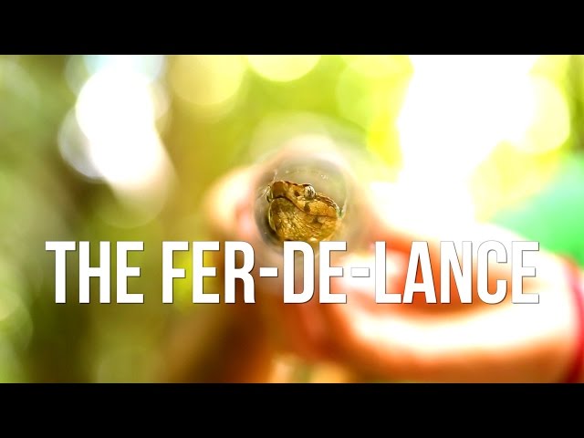 The Fer-de-Lance