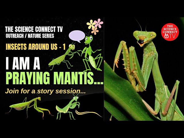 Insects Around Us - I am a Praying Mantis... #insects #entomology #prayingmantis