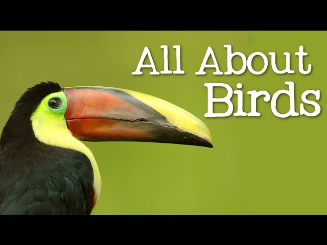 All About Birds for Children: Animal Learning for Kids - FreeSchool