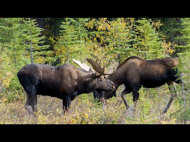Bull Moose Starts Courting a Cow as the Moose Rut Begins