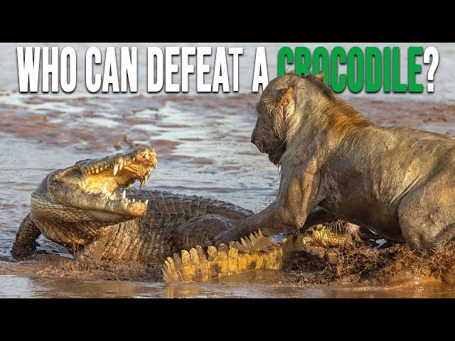 8 Animals That Can Defeat a Crocodile