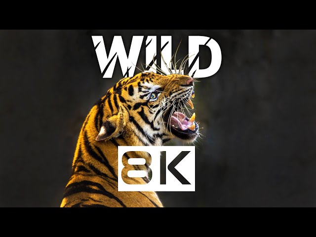 8K Wildlife Documentary | THE WORLD OF ANIMALS in 8K ULTRA HD