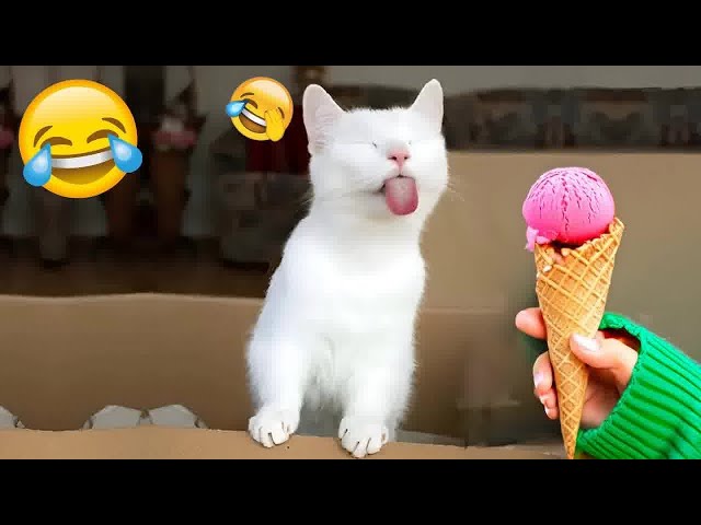 Guilty Dog and cat is so funny😻🐕‍🦺Try Not to Laugh😻2024 Part 18
