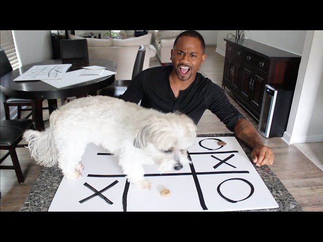 Playing Tic-Tac-Toe With My Dog | Alonzo Lerone