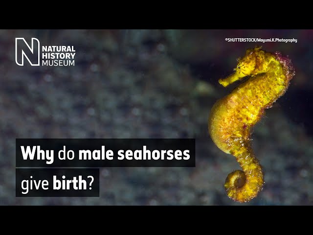 Why do male seahorses give birth?