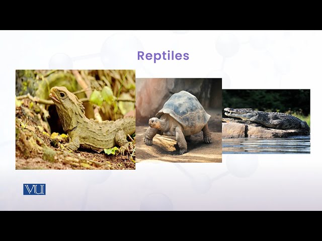 Study of Reptiles | Animal Diversity: Chordates (Practical) | ZOO513P_Topic006