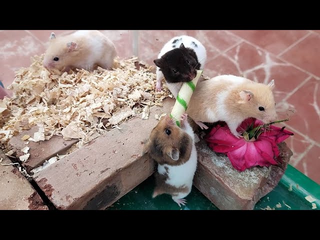 Funny Hamsters Gluttony - Close up of hamsters competing for a cake