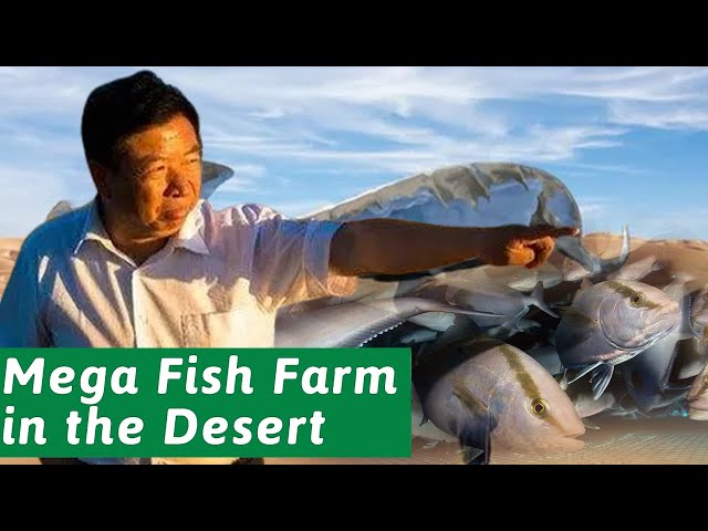 A Crazy Chinese Farmer Spent Hundreds of Millions Yuan to Raise Fish in the Desert!