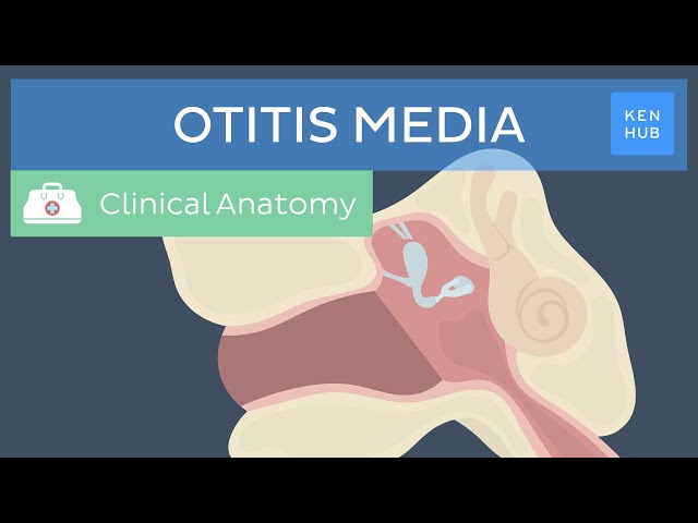 Middle ear infection (Otitis media): Definition, pathogenesis, symptoms and treatment | Kenhub