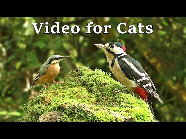 Videos for Cats to Watch with Their People - Birds of The UK