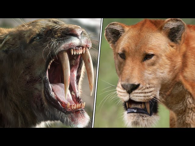 TOP 10 Most Powerful Prehistoric Wild Cats