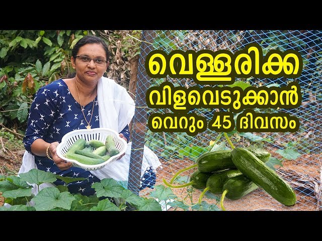 Cucumber harvesting within 45 days