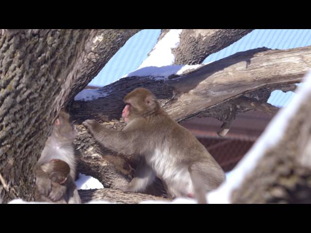 Snow Monkeys at the Great Plains Zoo