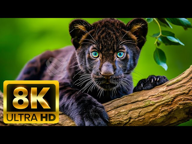 8K ULTRA HD (60FPS) Wildlife: Nature Sounds Make the Viewiing Experience Even More Lifelike