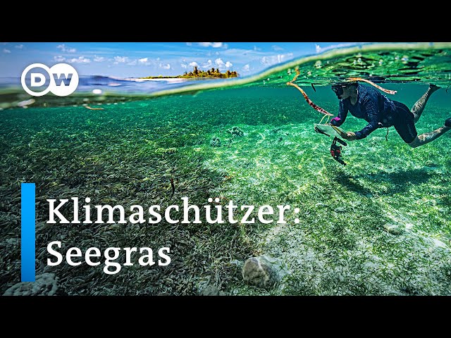 Malediven: Seegraswiesen schützen Inseln und Klima | Global Ideas