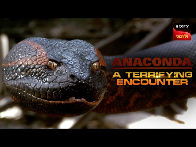 Trying To Escape The Danger | Anaconda | Bengali Dubbed | Climax
