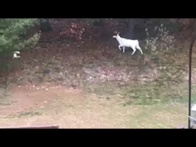 iWitness VIDEO: White deer spotted in Willington